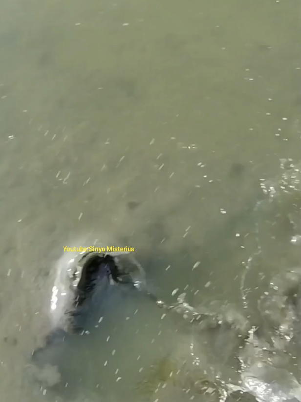 cari ikan sisa panen tambak orang baik