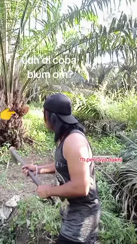 udah di coba blum om? #percaya #dakhi #tukangpanensawit #Kampakmatasatu 