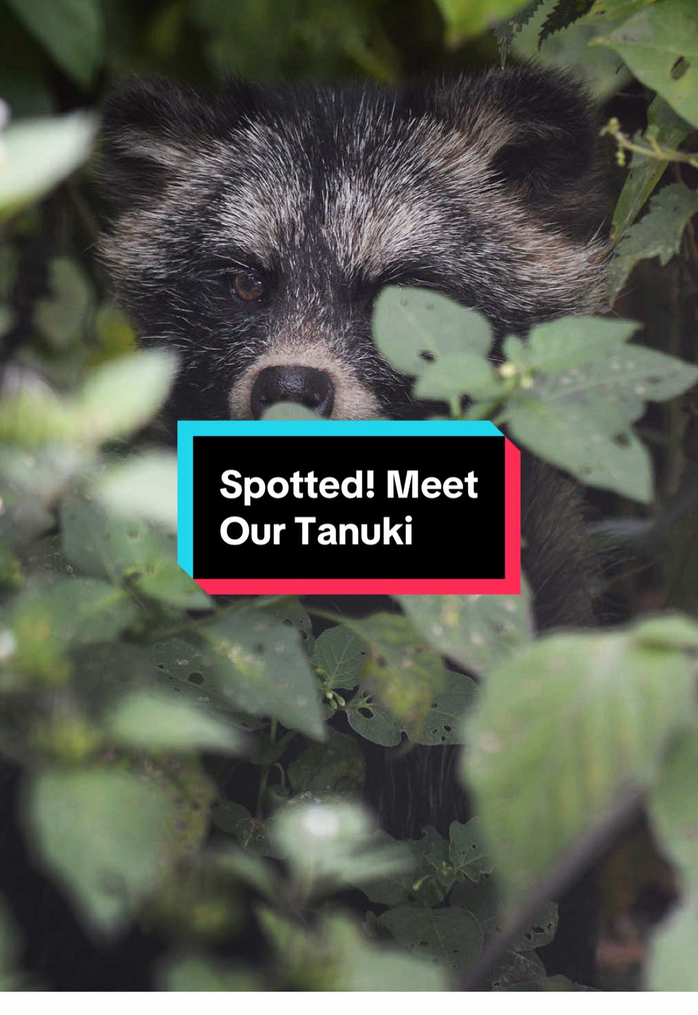🌿Spotted: The Sneaky Tanuki 👀  Meet our mischievous little tanuki friends, also known as raccoon dogs 🐾 They may look like raccoons but surprise, they’re actually part of the dog family! They’re shy little escape artists in their spacious enclosure so, it’s a rare treat to catch them sneaking around 🥰 💡Fun fact: Unlike most canines, tanuki are excellent climbers and even go into short hibernation-like naps in winter. Quite the cosy lifestyle, don’t you think? #tanuki #raccoondog #fyp #wildanimals #animalrescue #exoticanimals #wildlife #cuteanimals #raccoon #wildliferescue #animaltok