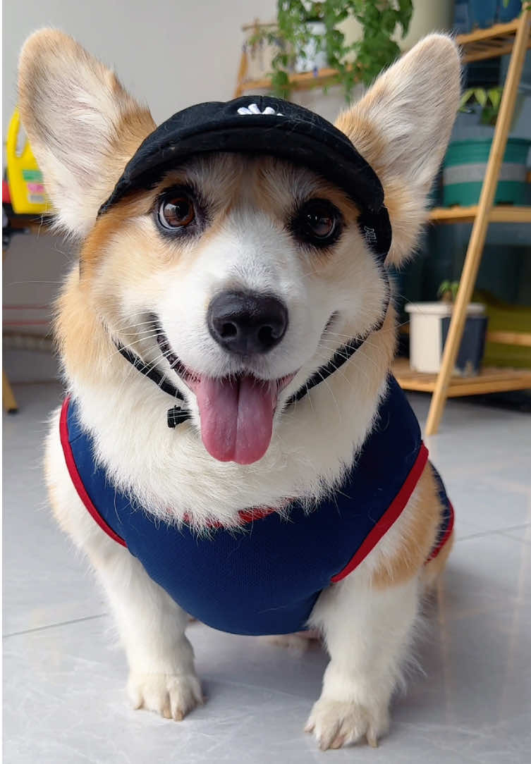 #dog #corgi #cute #mypet 