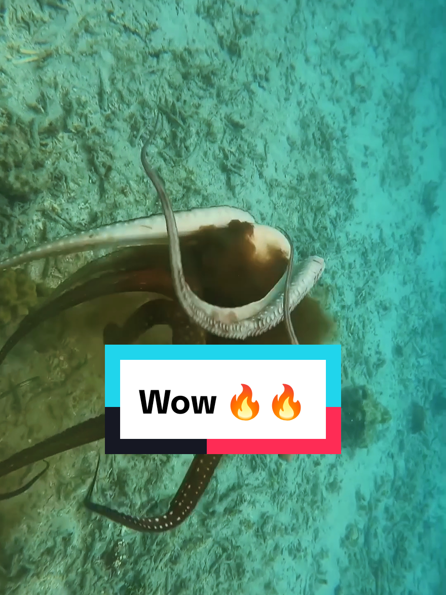 Fishing big octopus  #octopus #octopus🐙 #fishing #spearfishing 