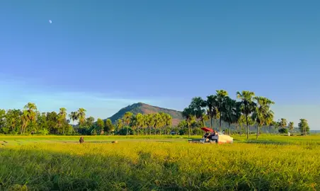 Quê mùa gặt