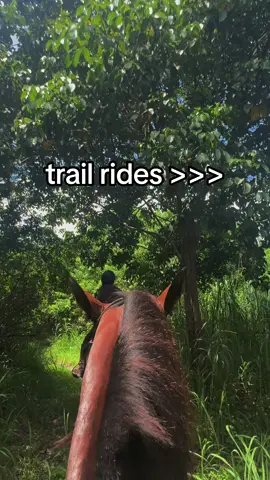 i will always go for a trail ride over a show or arena work. there’s just something so relaxing about it!  #trailride #horses #relaxing #trail #nature 