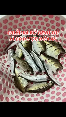 Mình dân quê nên có biết thành phố thế nào đâu. #caucatunhien #quynhtapcau #kenhdongk8 