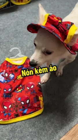 Set nón kèm áo đáng yêu #muasamtructuyenasia #xuhuong #dog #aochomeo #thucung #aomeo #chomeo #muchomeo #aothucung #dog 