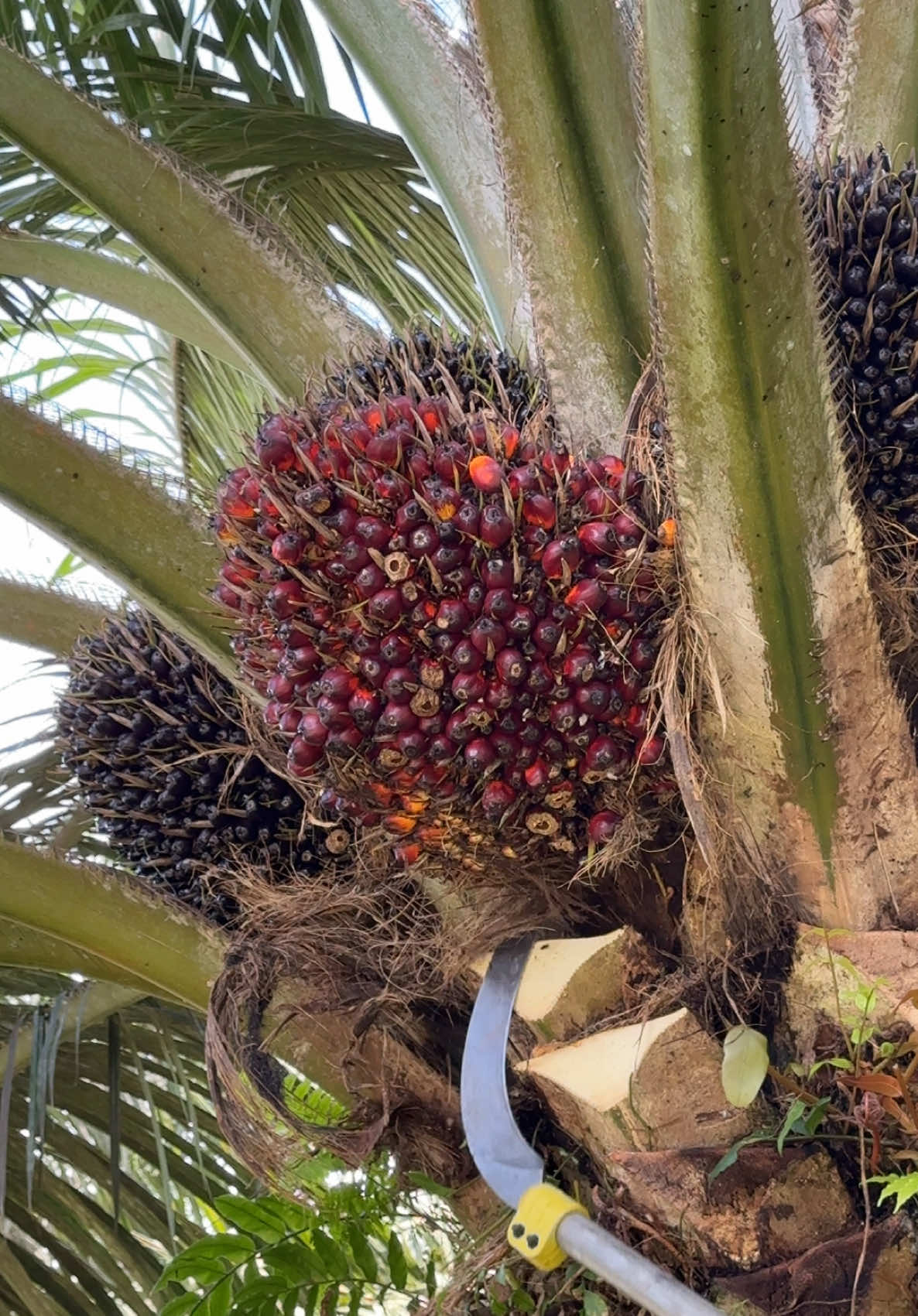 Sabit Sblmaster pro tajam tanpa asah   #fyp #kerjahari #potongbuah #sabitbuah #pahatsawit #sawitmalaysia 