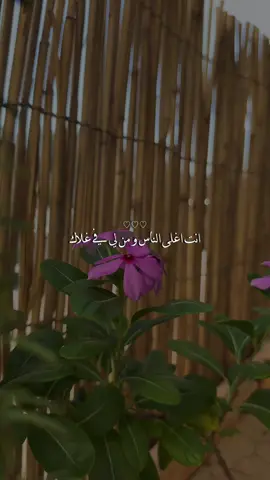 انت اغلى الناس و من لي في غلاك 😔♥️
