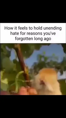 #meme #memes #foryoupage #fyp #trending 
