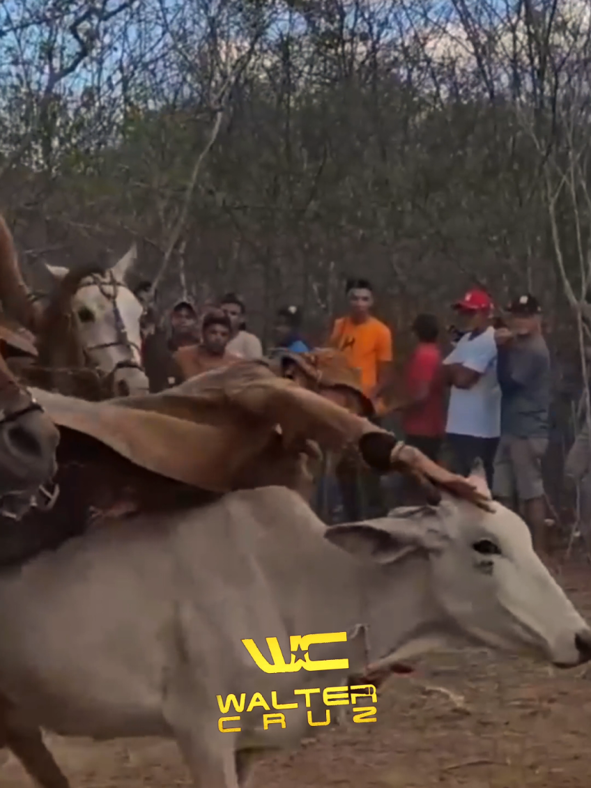 Em Pé de Porteira, quedas e pancadas fazem parte do esporte. #vaqueiro #cultura #sertãonordestino #pegadeboi #nordeste 