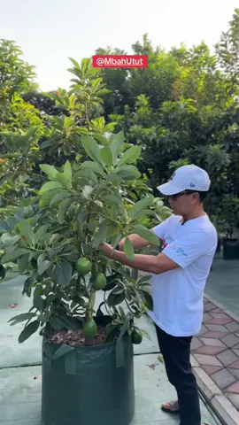 Pruning tunas air 🌱🥑 alpukat di @Mahkota Omah Manggis  #kediri #alpokat #tabulampot #tabulampotalpokat #pruning 