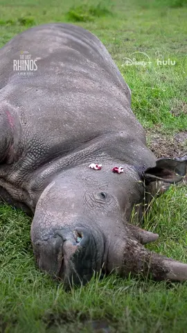 Advancements in surrogacy technology offered a way forward for conservationists working to save the northern white rhino. Sometimes, though, even the best scientific advances can be thwarted by natural phenomena. #TheLastRhinosANewHope is now streaming on @Disney+ and @hulu.