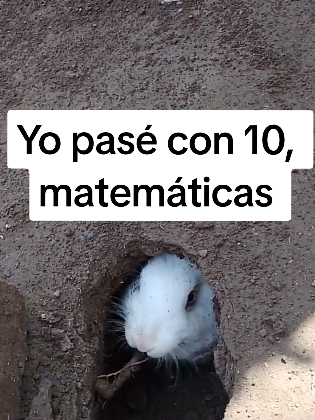 #estasseguroqueestaquedandobien #si #sé #bodoque #conejo 