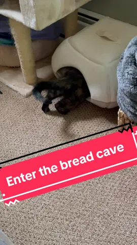 I love watching her squeeze into this #VoiceEffects #cattok #funnycatsoftiktok #zeldaandmorty #pettok 