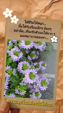 #สตอรี่ความรู้สึก #CapCut #สถานีความสุข #ดอกไม้สีม่วง #ความสุข @pinchayashops 