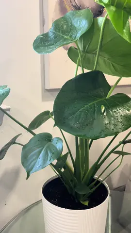 Repot my monstera with me! ☺️ #plants #fyp #monstera #repotting 
