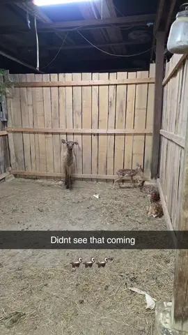 You never know what you're going to see on the farm!