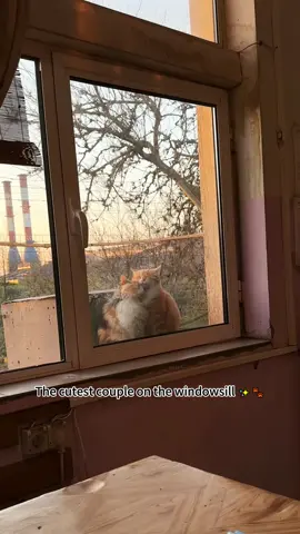 This is what love looks like 🐱❤️ #cat #Love #catlove #foryou #fyp 