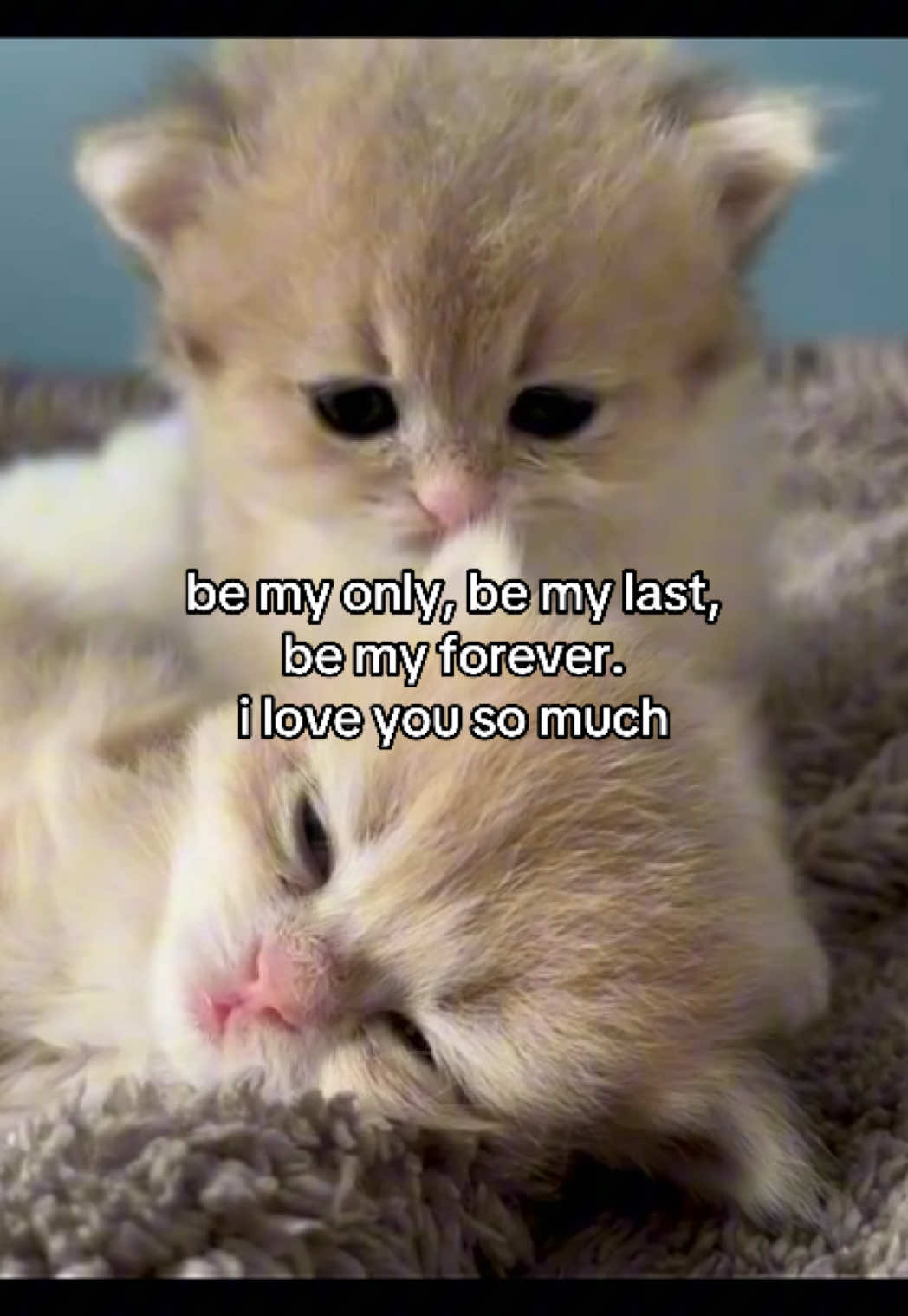 #catsoftiktok #catmeme #relationshipmemes #relatable #couplecomedy 