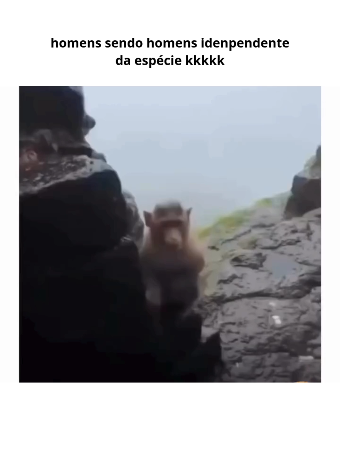 #animaisengraçados