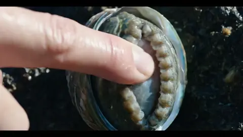 #asmr #asmrsounds #asmrvideo #asmrtiktoks #ai #abalone #nature #aiasmr #satisfying 