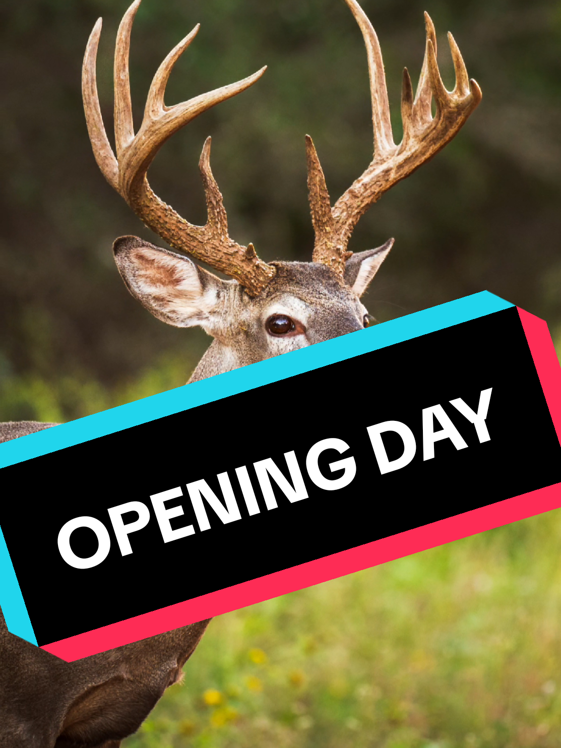 I hope this is my view on opening day of deer season, and I hope it's yours too. #whitetail #deer #wildlife 
