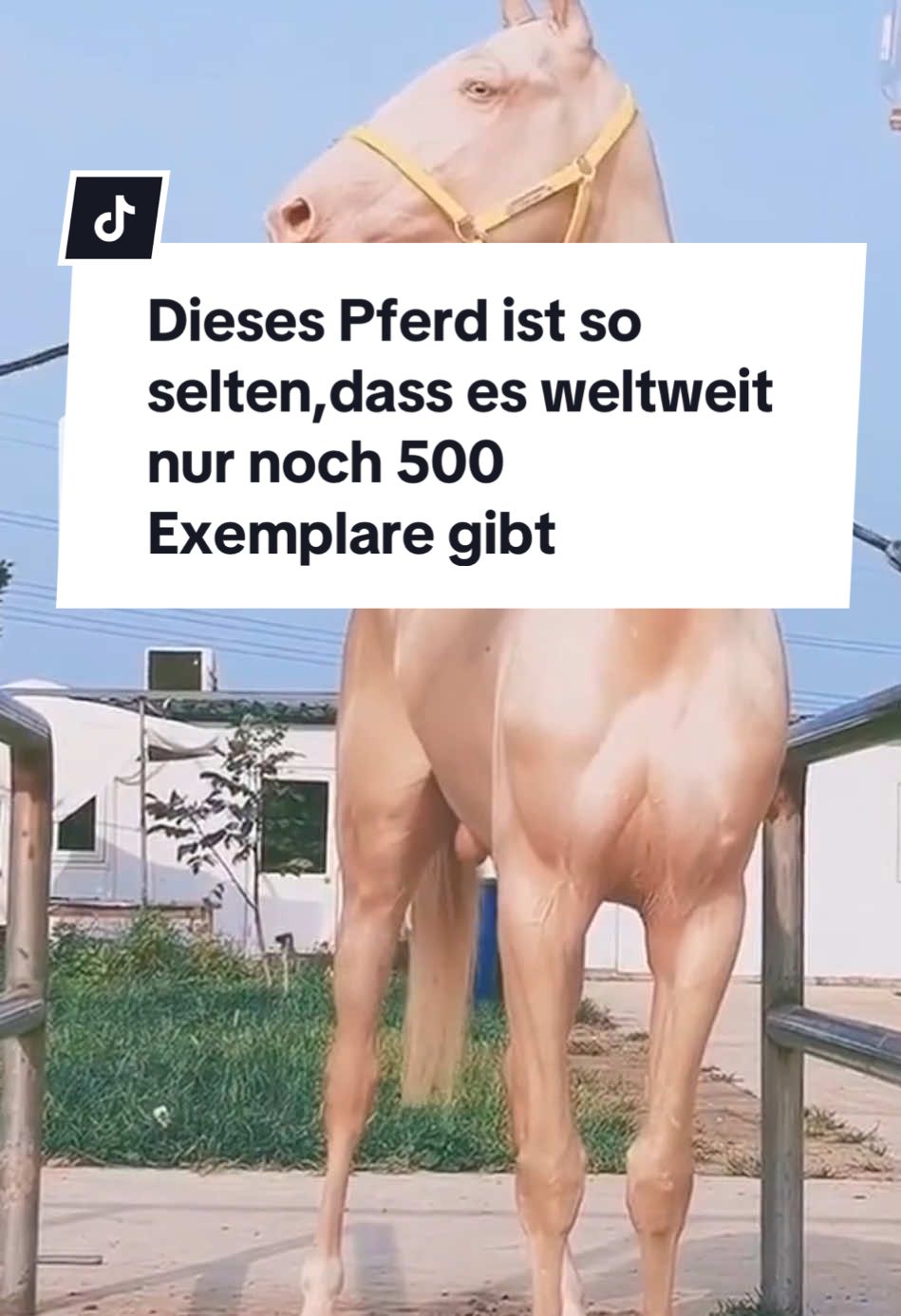 Dieses Pferd ist so selten,dass es weltweit nur noch 500 Exemplare gibt #tiere #tier #pferd #akhalteke #mawsri 