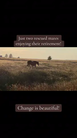 #jellyandpeanut #HorseVideos #RescuingHorses #FunnyHorses #PrayersForPancho
