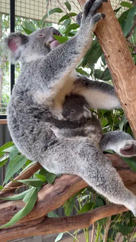 They grow up too fast 🥹🥹 #koala #australia #sydney #zookeeper #joey 
