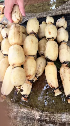 Củ sen hàng đào mới mỗi ngày #cusen #sen 