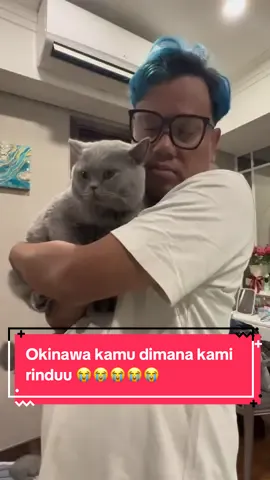 Okinawa kucing uya kuya belum juga balik, tolong orang baik segera kembalikan ke pemiliknya, kasiiann lohh #kucinguyakuya #okinawa #uyakuya #catlover #fyp 