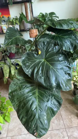My regal shield is the only alocasia I haven’t managed to kill #fyp #plant #plants #PlantTok #plantsoftiktok 
