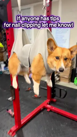 Copper hates getting his nails done. We tried a licking mat with peanut butter but he still would not let me do the fronts. We got them done today while he “hung out” but it was not enjoyable for either of us! Does anyone have any tips!? #dogsoftiktok #dognails #doghelp #corgisoftiktok #corgi 
