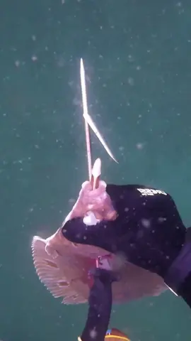 What did this thing eat? #viral #creaturesgonewild #fishlife #fyp #nature #naturegonecrazy #wild #animal #diving #crab #catchthesea #seaside #seafood #fish #eel #lobster #seangsolofishing 