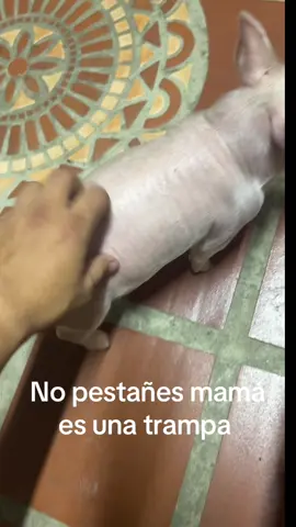 #minipig #nopestañes#viral#tendencia#paratiiii