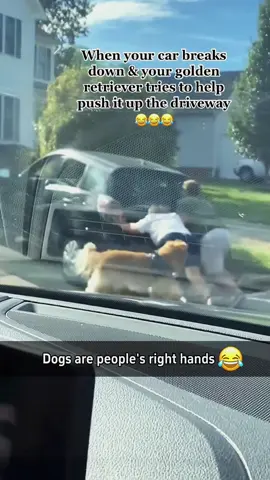 Try not to laugh 😂😂😂 #animals #funny #funnypets #dog #cat 