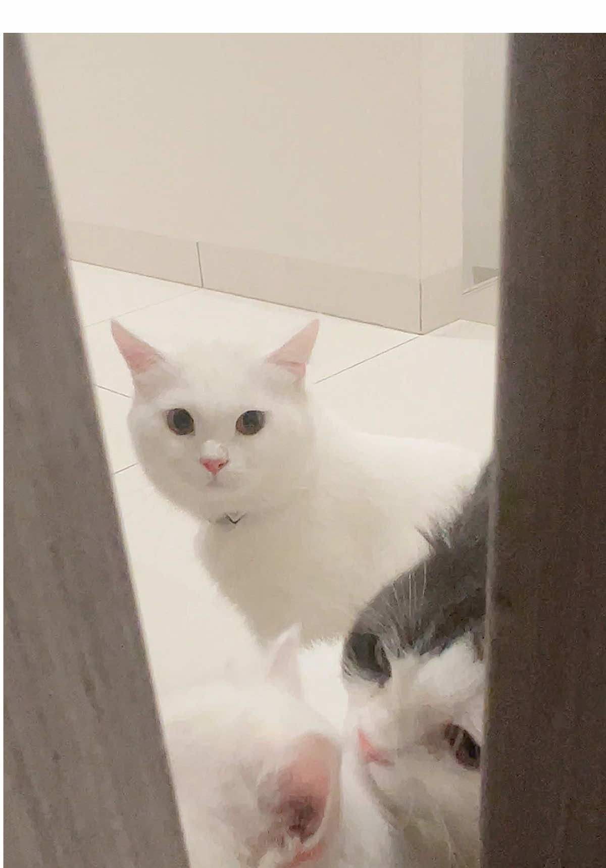 #my_little_kittens #cat #fyp 