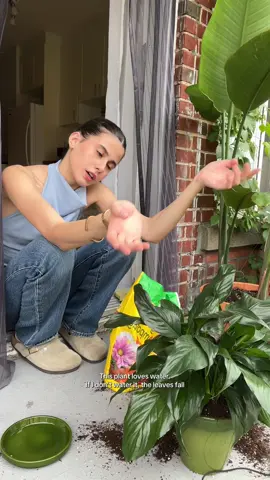 Planting plants 🪏🌱