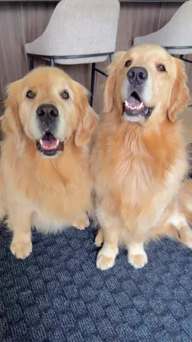 Just popping in to say Hi 👋🏼 #goldens 