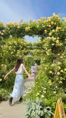 Rose 🥀 #Rose #May #Yokohama 