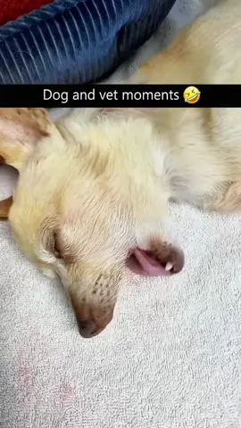 Try not to laugh when you watch 😂😂😂 #funny #dog #animals #funnyvideos #cat 