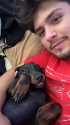 #dachshundaddict #fypシ #lovedogsforever #dachshunds 