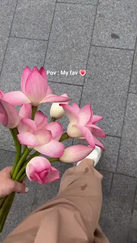 still favourite 🥹❤ #foryou #foryoupage  #fyp #lotus #flowers 