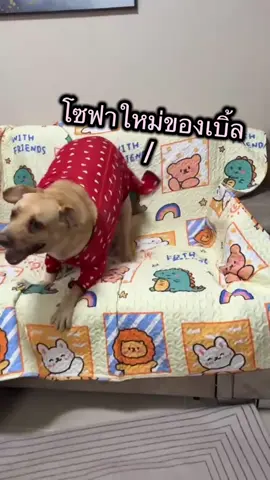 โซฟาใหม่ของเบิ้ลๆฮะ 😊 #บับเบิ้ลแบบเบิ้ลเบิ้ล #ลาบาดอร์รีทรีฟเวอร์ #labradorretriever #สัตว์เลี้ยงtiktok 
