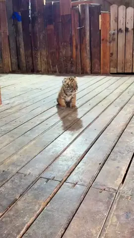 I can fight this tiger one-on-one 😎#tiger #animals 