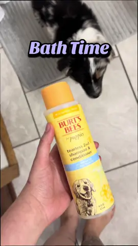 Frank has been having so much fun he was in need for a @Burt's Bees bath🛁 and a charlee bear treat 🤍 #miniaussie #bathtime #puppy 