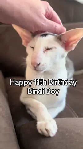Happy Birthday Bindi. One of the OGs #fyp #happybirthday 