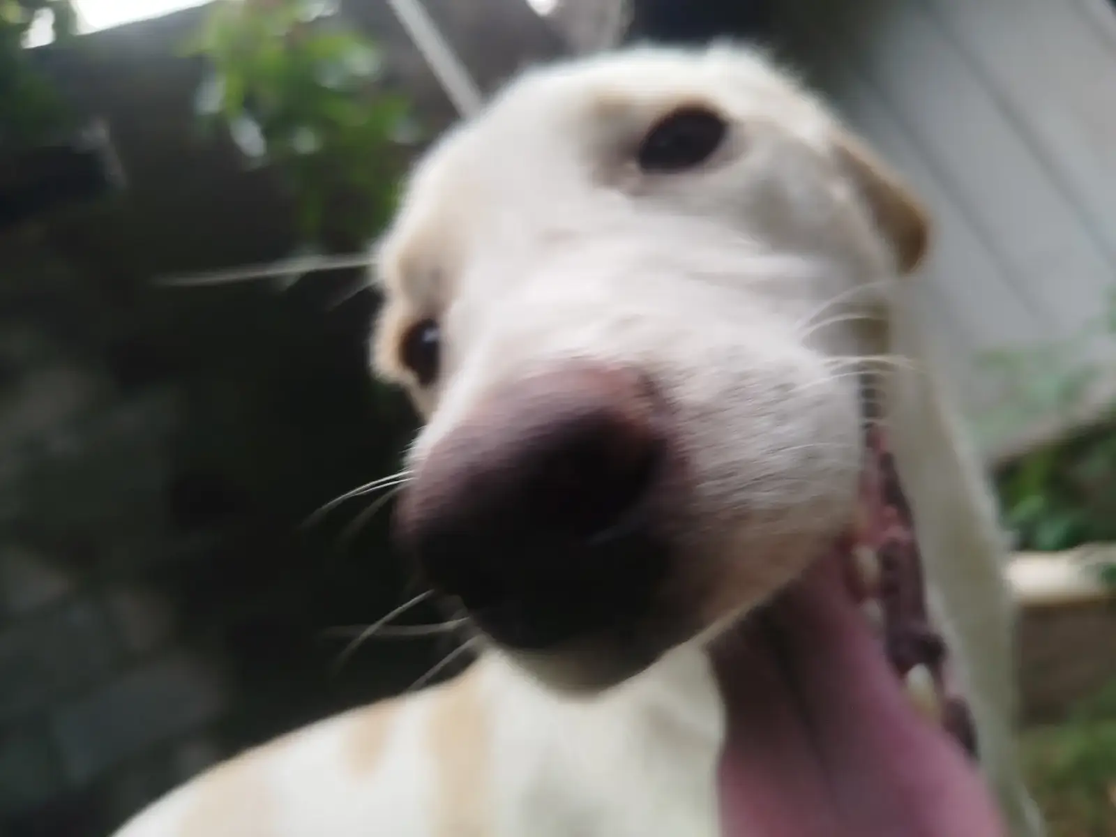 #viral #parati #max  #ahorro #perritos 