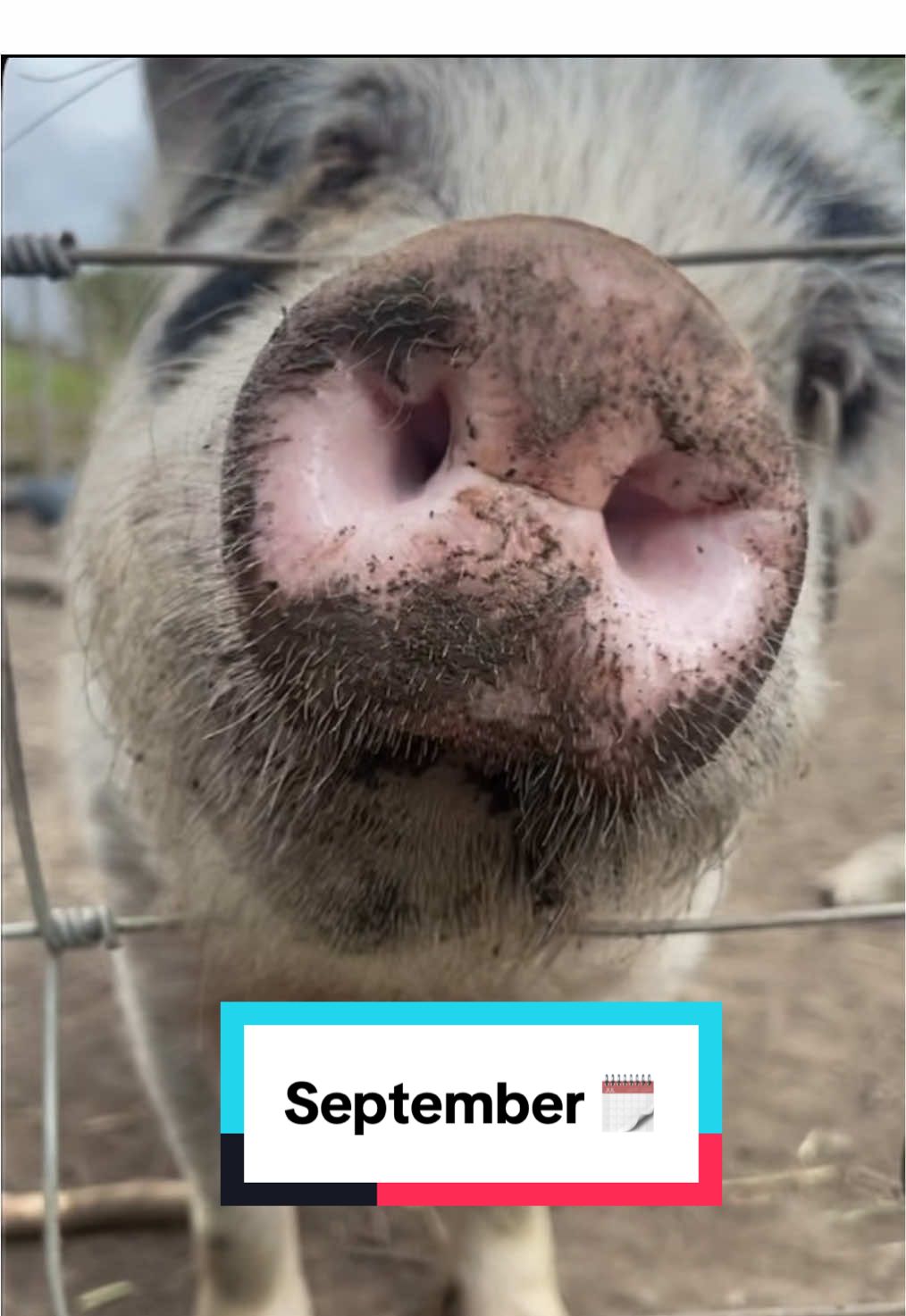 Already on the 4th day but whatever 😭 - I hate the pens these pigs are kept in, Whenever I walk past. There’s not even any grass for them to graze on, to live a somewhat full life before they are sl4ughterd. #knowwhereyourfoodcomesfrom #pigtok #september #animalsoftiktok #foryouu
