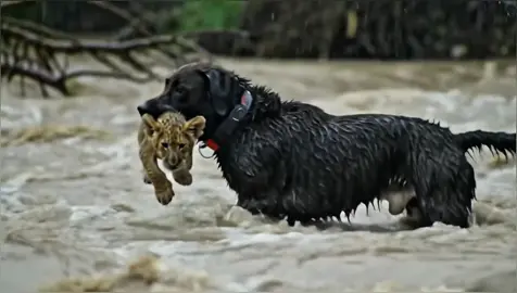Brave Labrador Rescued Drowning Lion Cub What the Lions did next Shocked Everyone #rescuestory #animalstories #emotionalstory #animalrescue #wildlifestory 