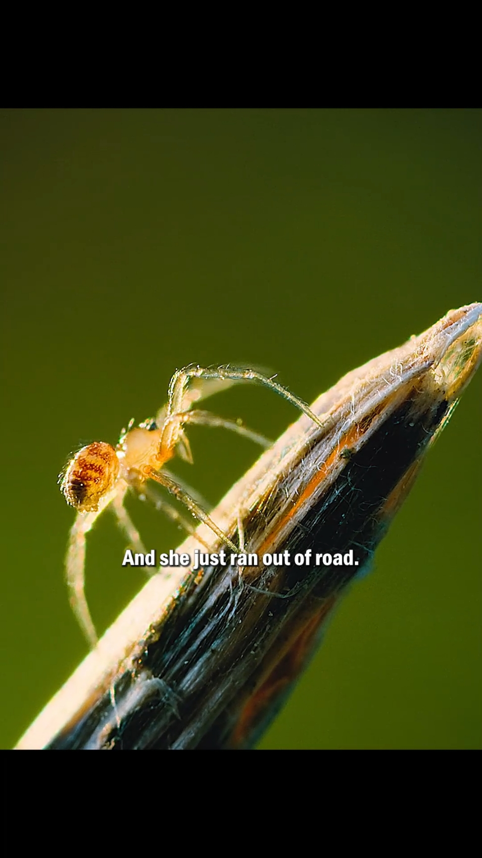 Before you even think about web-slinging, you'd better hit the physics books.#wildlife #animals #fyp #tiktok #insects #spider 